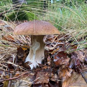 King Bolete