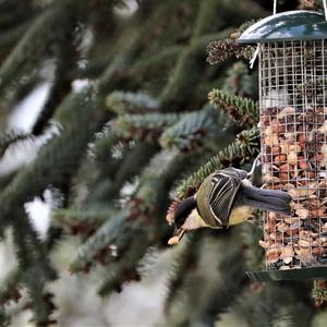 Great Tit