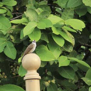 Yellow-vented Bulbul