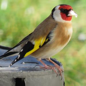 European Goldfinch