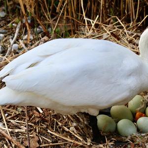 Mute Swan