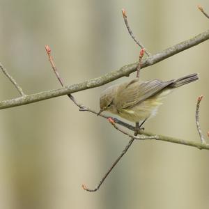 Common Chiffchaff