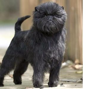 Affenpinscher