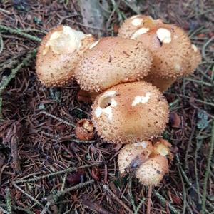 Scaly Pholiota