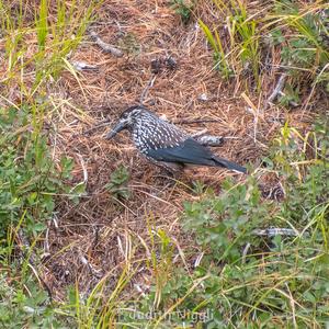 Spotted Nutcracker