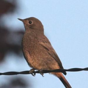 Black Redstart