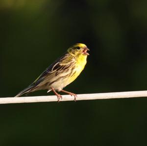 European Serin