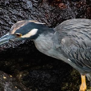 Yellow-crowned Night-heron