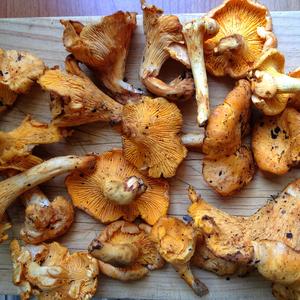 Chanterelle, Common