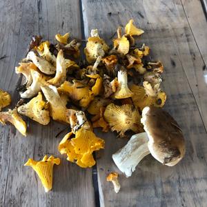 Chanterelle, Common