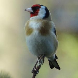 European Goldfinch