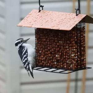 Hairy Woodpecker