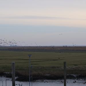 Barnacle Goose