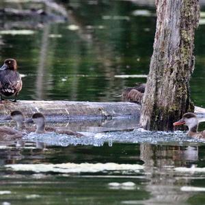 Tufted Duck