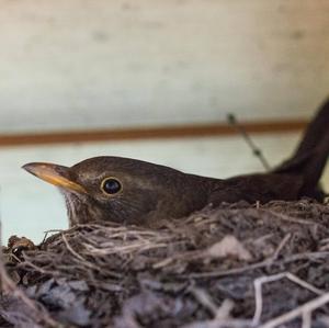 Eurasian Blackbird