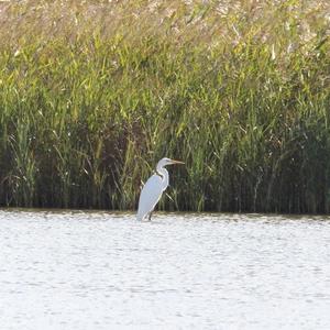 Great Egret