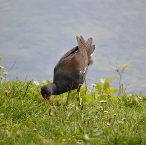 Common Moorhen