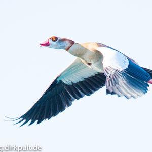 Egyptian Goose