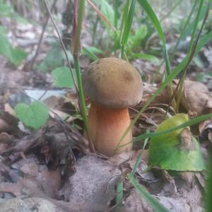 Dotted-stem Bolete