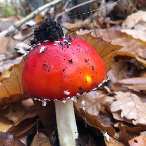 Fly Agaric