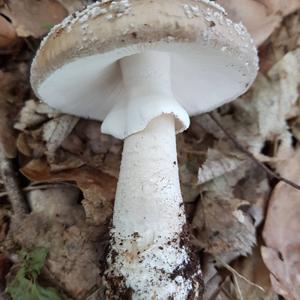 Stout-stalked Amanita