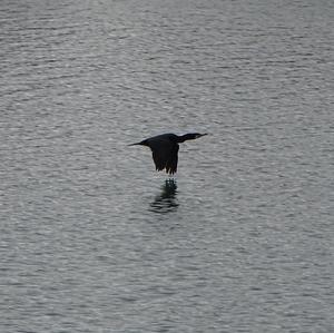 Great Cormorant