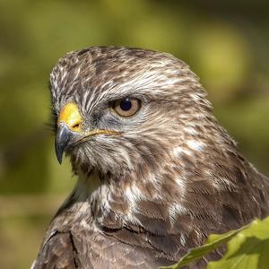 Common Buzzard