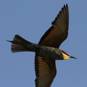 European Bee-eater