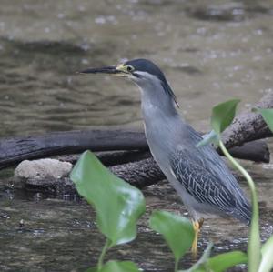 Striated Heron