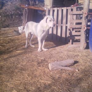 Pyrenean Shepherd