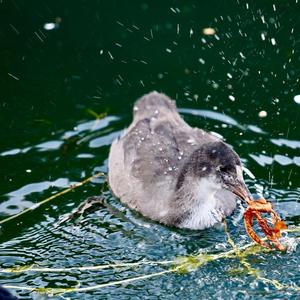 Common Coot