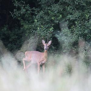 European Roe Deer