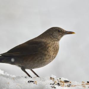 Eurasian Blackbird