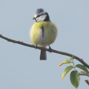 Blue Tit