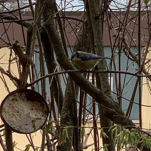 Blue Tit