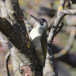 Eurasian Green Woodpecker