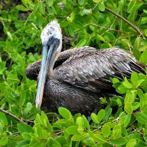 Brown Pelican