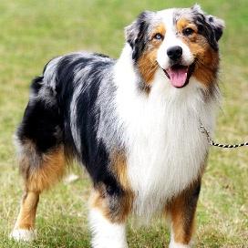 Australian Shepherd