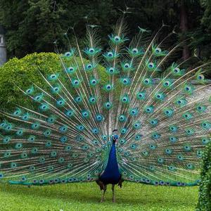 Pfau