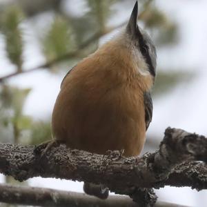 Wood Nuthatch