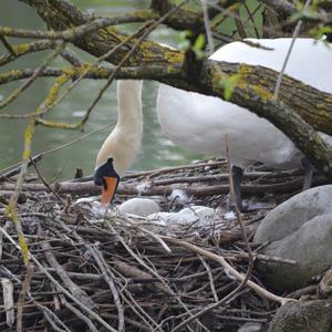 Mute Swan