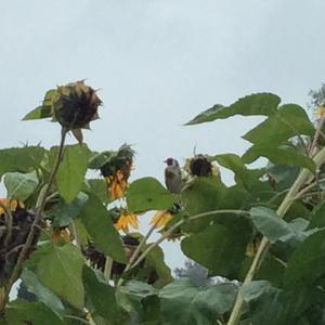 Eurasian Penduline-tit