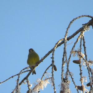 European Greenfinch