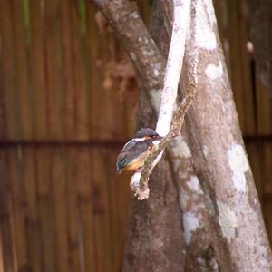 Common Kingfisher