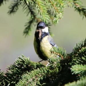 Great Tit