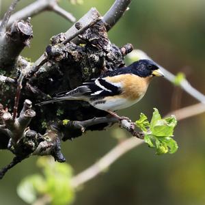 Brambling