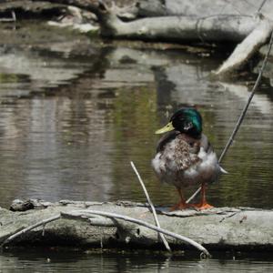 Mallard