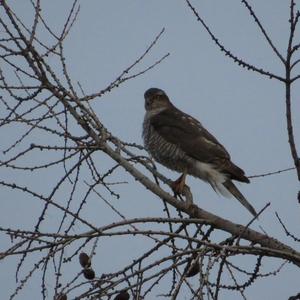 Eurasian Sparrowhawk