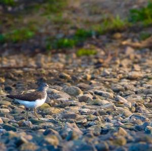 Green Sandpiper