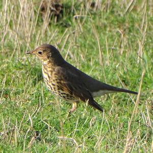 Song Thrush